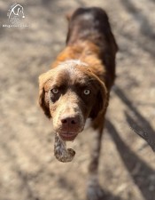 Coko